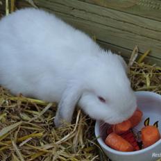 Kanin / Kaninus R.I.P. :´( /