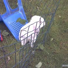 Kanin / Kaninus R.I.P. :´( /