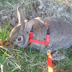 Kanin Ninus *lille søsters*