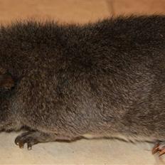 Marsvin Prylle *R.I.P* :'(