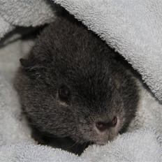 Marsvin Prylle *R.I.P* :'(