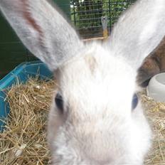 Kanin Beninna *død*