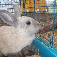 Kanin Beninna *død*