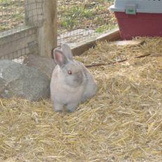 Kanin Beninna *død*