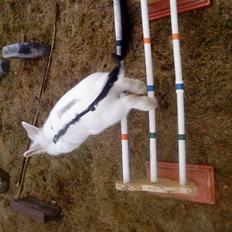 Kanin Stald Foxt's Snefnuk RIP <3 :'(