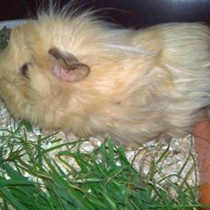 Marsvin Bruno - R.I.P :'(