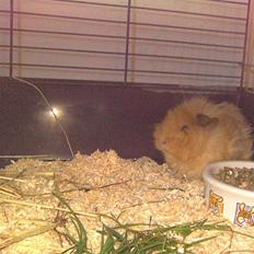 Marsvin Bruno - R.I.P :'(