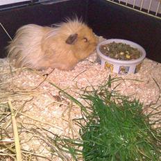 Marsvin Bruno - R.I.P :'(