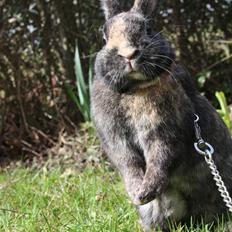 Kanin Lucky R.I.P 21/10-12