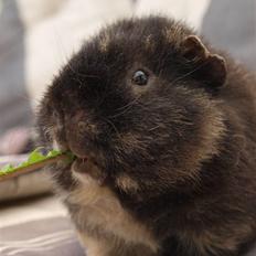 Marsvin Alpha 'Bjørnen Bamse'