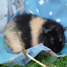 Marsvin Alpha 'Bjørnen Bamse'