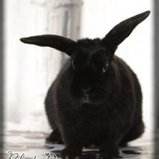 Kanin Millions † Black Beauty †