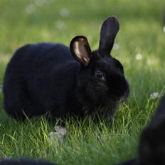 Kanin Millions † Black Beauty †