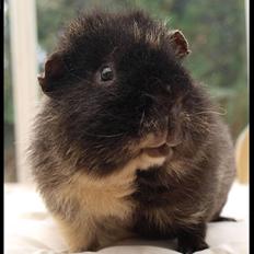 Marsvin Alpha 'Bjørnen Bamse'