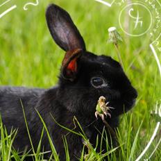 Kanin Millions † Black Beauty †