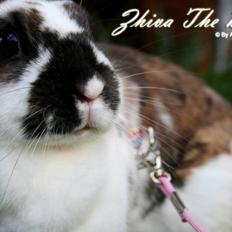 Kanin Zhiva The Diva