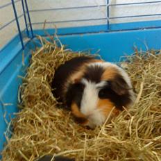 Marsvin Benjamin R.I.P 28.6/10