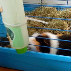 Marsvin Benjamin R.I.P 28.6/10