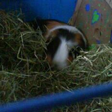 Marsvin Benjamin R.I.P 28.6/10