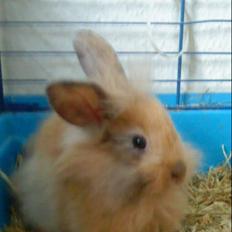 Kanin Prins Kanel Støvle R.I.P