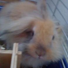 Kanin Prins Kanel Støvle R.I.P