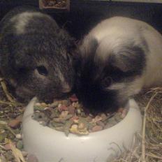 Marsvin Sisi "død" (savnes)