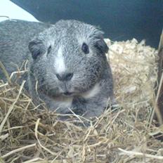 Marsvin Sisi "død" (savnes)