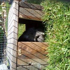 Marsvin Sisi "død" (savnes)