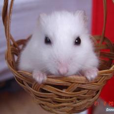 Hamster Sneboldt "HIMMEL HAMSTER"