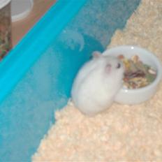 Hamster Sneboldt "HIMMEL HAMSTER"