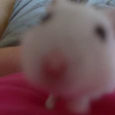 Hamster Sneboldt "HIMMEL HAMSTER"