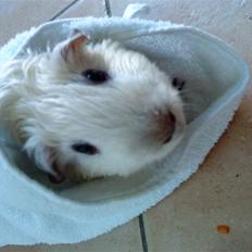 Marsvin Speed SAVNET :(