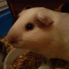 Marsvin Speed SAVNET :(