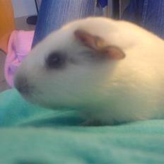 Marsvin Speed SAVNET :(