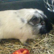 Marsvin Silke "DØD"