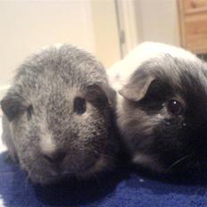 Marsvin Silke "DØD"