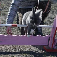 Kanin Rubins † Butter Pop †