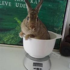 Kanin Kuzco's Marlina