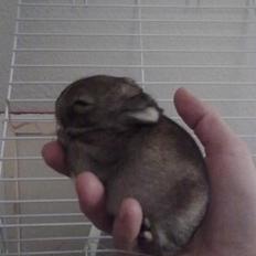 Kanin Kuzco's Marlina