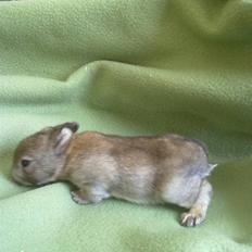 Kanin Kuzco's Marlina