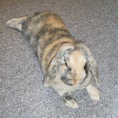 Kanin Hannibal R.I.P