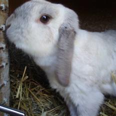 Kanin Snowy [Solgt :'( ]