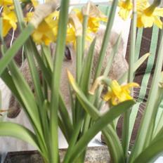 Kanin Snowy [Solgt :'( ]