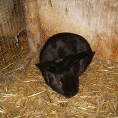 Kanin Vinters Mabell *R.I.P*