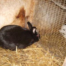 Kanin Vinters Mabell *R.I.P*