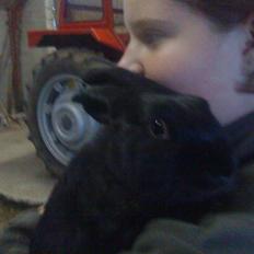 Kanin Vinters Mabell *R.I.P*