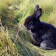 Kanin Roses Casper Canin R.I.P 