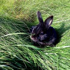 Kanin Roses Casper Canin R.I.P 