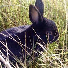 Kanin Roses Casper Canin R.I.P 