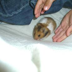 Hamster Bandit *R.I.P.*